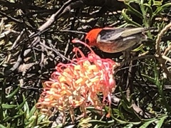 Myzomela sanguinolenta