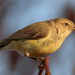 Weebill - Photo (c) rivendel, some rights reserved (CC BY-NC)