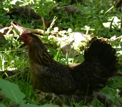 Gallus gallus