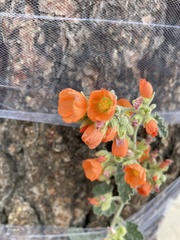 Sphaeralcea coulteri