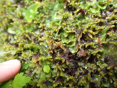 Stereodon subimponens