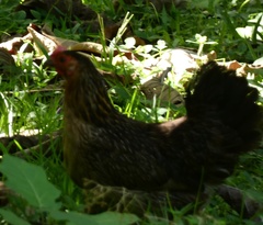 Gallus gallus