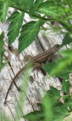Sceloporus cowlesi