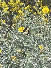 Papilio