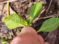 Ludwigia peploides montevidensis