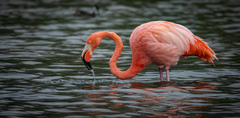 Phoenicopterus ruber