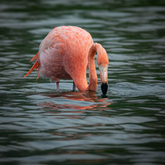 Phoenicopterus ruber