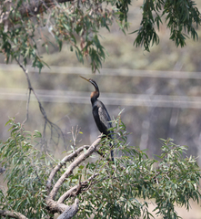 Anhinga novaehollandiae