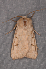 Abagrotis erratica
