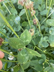 Trifolium repens