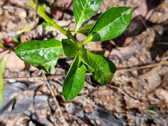 Ludwigia peploides montevidensis