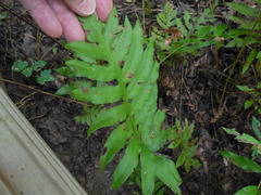 Woodwardia areolata
