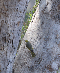 Ptilotula penicillata