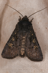 Euxoa punctigera