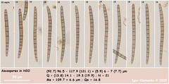 Geoglossum difforme