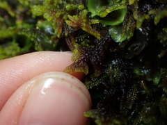 Stereodon subimponens