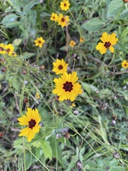 Coreopsis