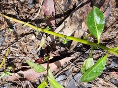 Ludwigia peploides montevidensis