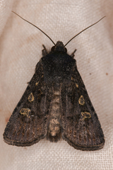 Euxoa punctigera