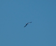 Charadriiformes