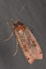 Noctua pronuba