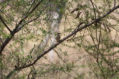 Cincloramphus mathewsi