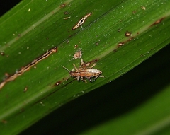 Lemidia aptera