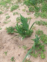 Ferraria crispa