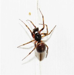Steatoda borealis