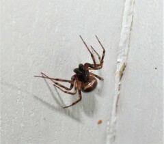 Steatoda borealis