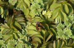 Brachygastra lecheguana