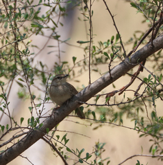 Cincloramphus mathewsi