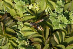 Brachygastra lecheguana