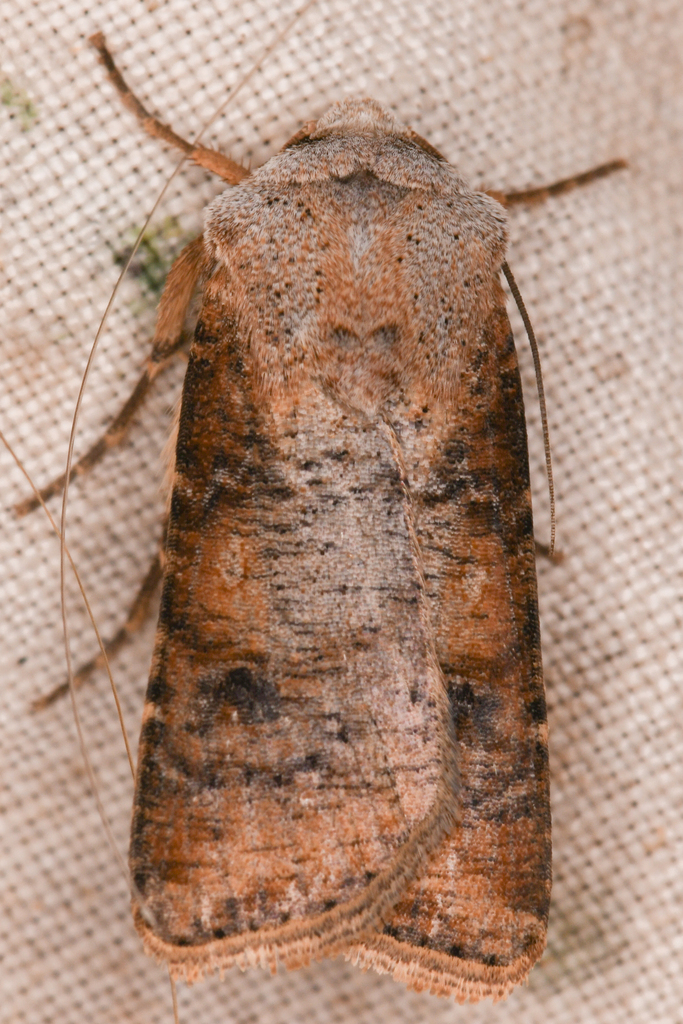 Euxoa bochus