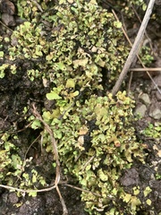 Cladonia chlorophaea
