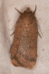 Abagrotis