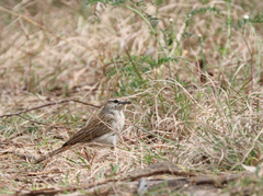 Cincloramphus mathewsi