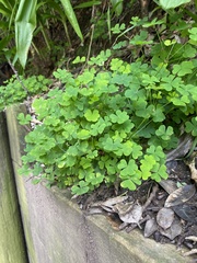 Oxalis incarnata
