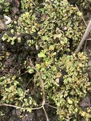 Cladonia chlorophaea