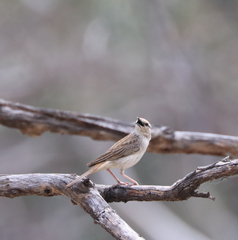 Cincloramphus mathewsi