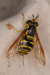 Chrysotoxum