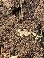 Reticulitermes flavipes