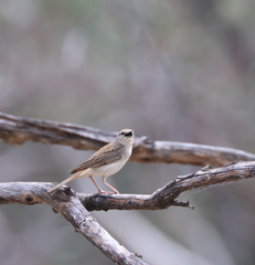 Cincloramphus mathewsi