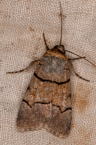 Sympistis youngi