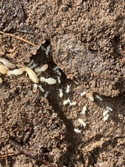 Reticulitermes flavipes