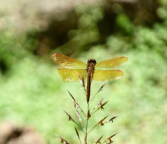Perithemis domitia