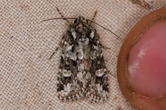 Lacinipolia