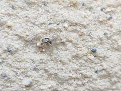Menemerus bivittatus