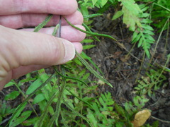 Woodwardia areolata
