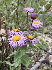 Erigeron formosissimus